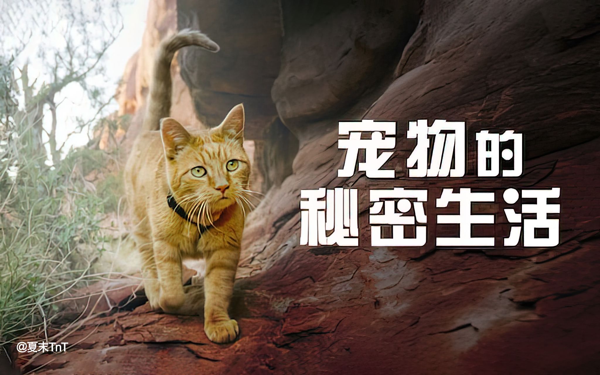 [图]宠物的秘密生活 中英双语字幕 The Hidden Lives of Pets (2022)