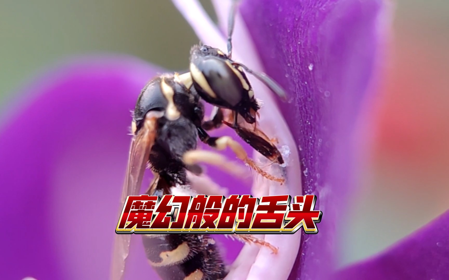 蜜蜂中的大坏蛋《切叶蜂》魔幻般的长舌-月下Van-月下Van-哔哩哔哩视频