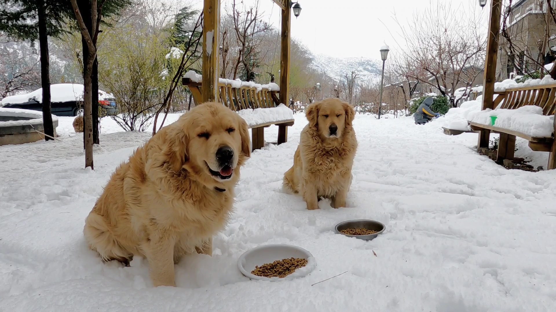 英牛犬第一次见到雪,它会怎么表演?太治愈了哔哩哔哩bilibili