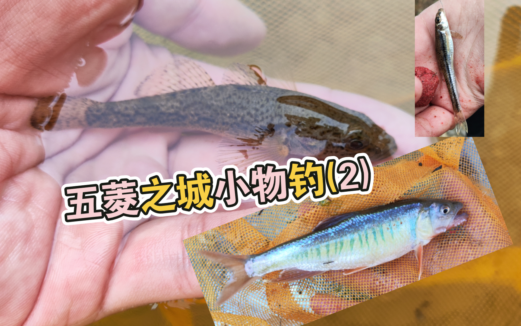 柳州小物钓记录(2) 解锁未定种马口鱼!哔哩哔哩bilibili