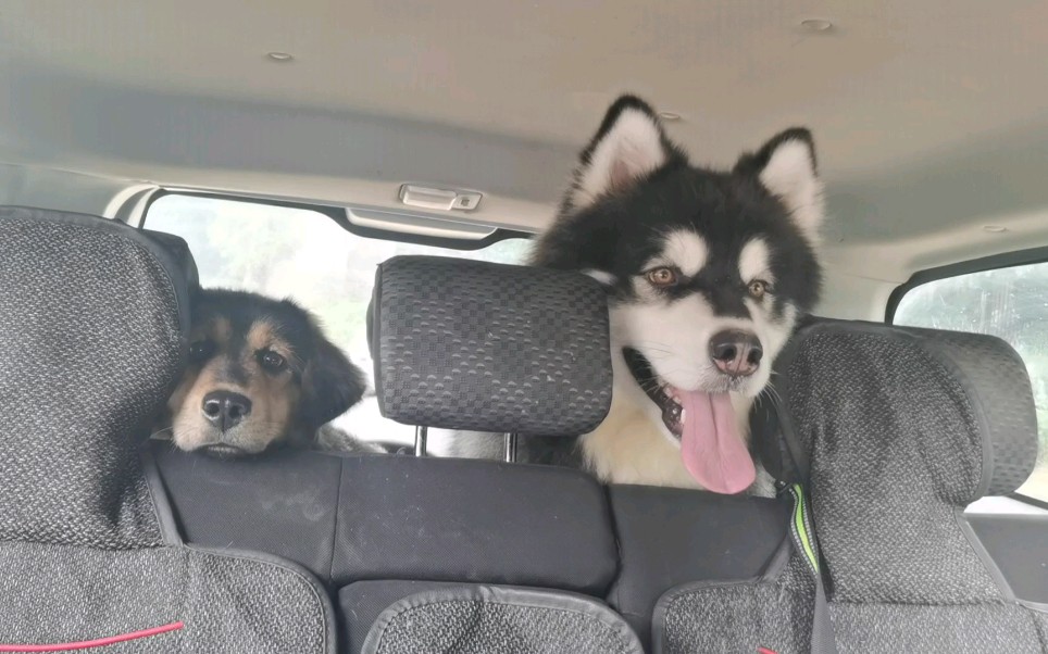 班戈四月坐上车车回家过端午啦