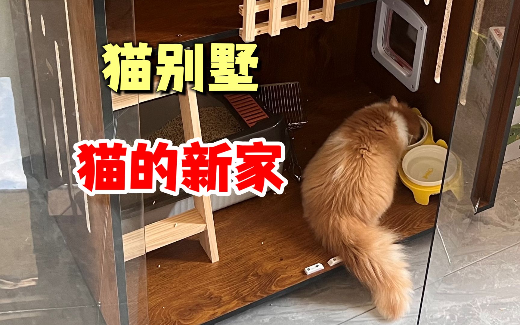 猫别墅猫终于有窝了哔哩哔哩bilibili