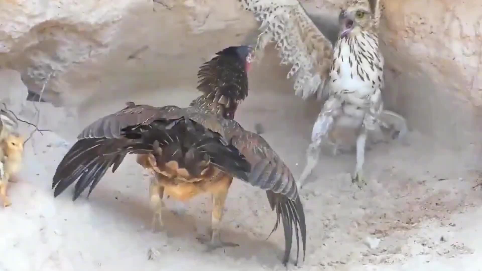 公鸡vs老鹰图片