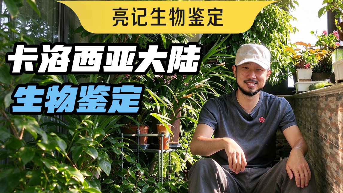 再鉴定几个洛克王国的精灵
