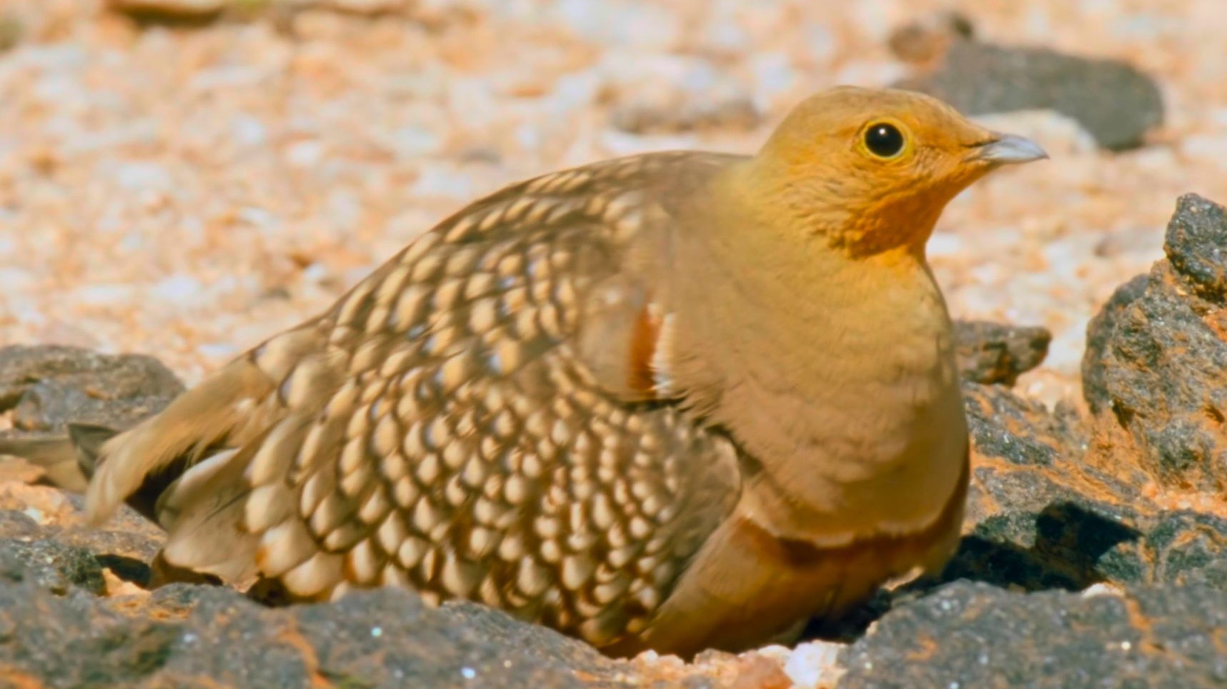 一种会飞却又被称之为"鸡"的鸟,沙鸡