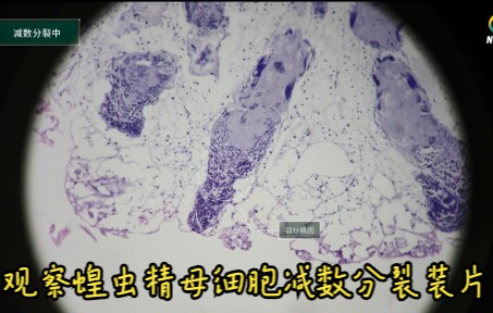 【实验视频】观察蝗虫精母细胞减数分裂装片(必修2)哔哩哔哩bilibili