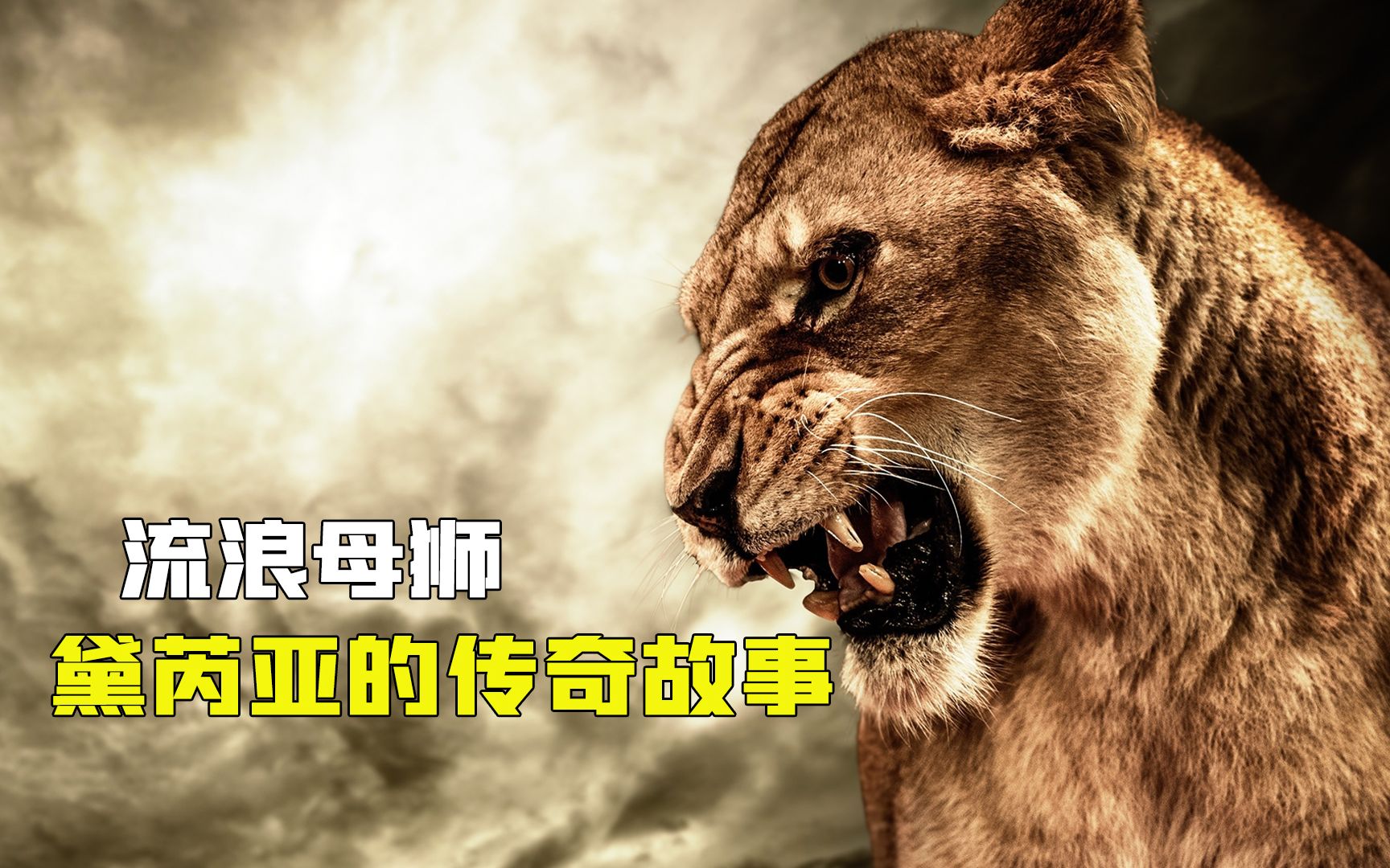 母狮为何抛弃小狮子?背后的故事让人心酸,大自然太无奈