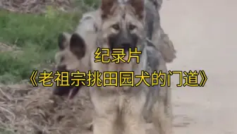 大型纪录片《老祖宗挑田园犬的门道》持续为您播出！