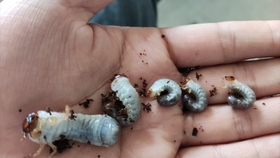 树的循环 甲虫观察课 长戟大兜幼虫观察之两只新的 卡西莫多 哔哩哔哩 つロ干杯 Bilibili