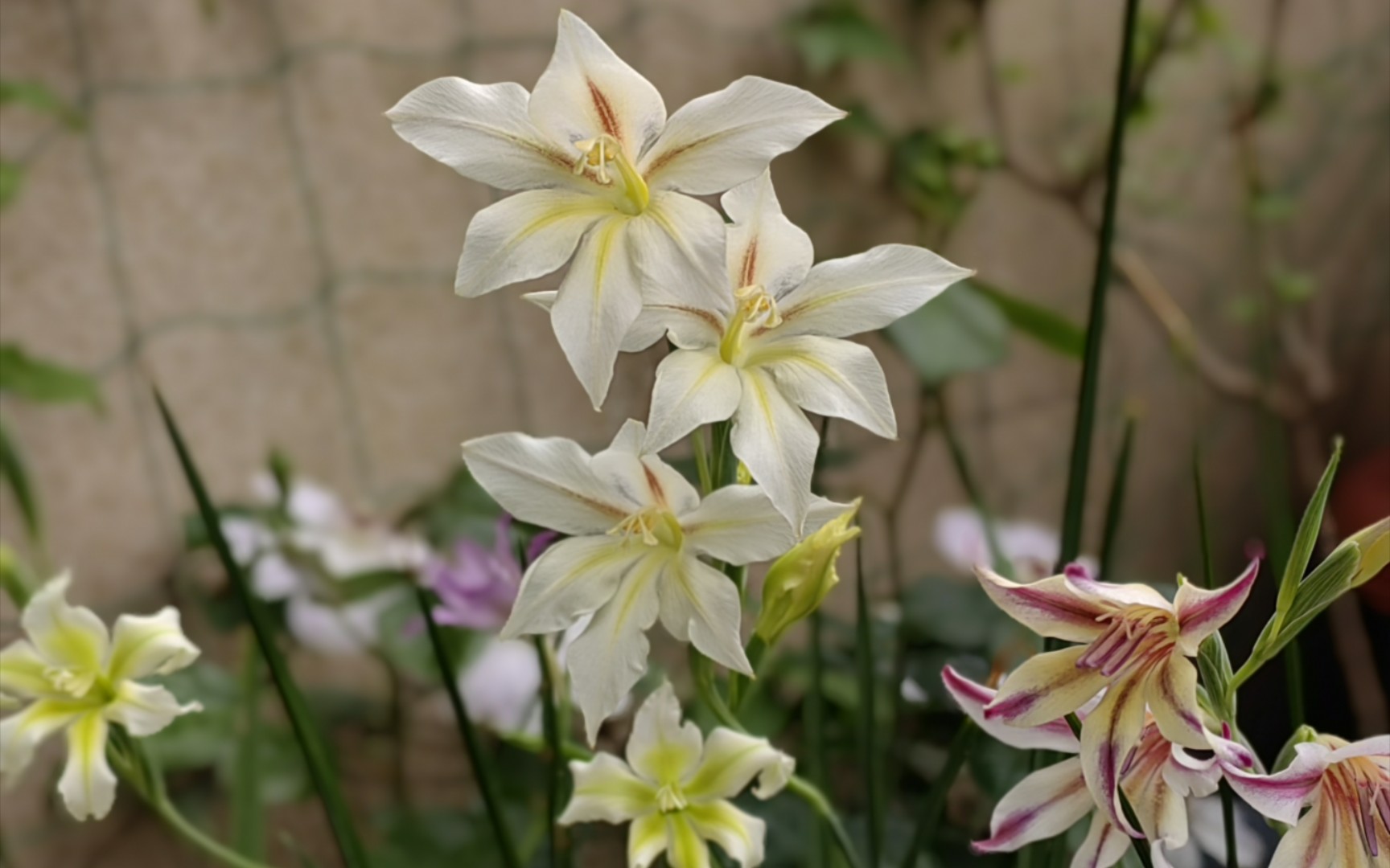 原生剑兰开花,继续上图