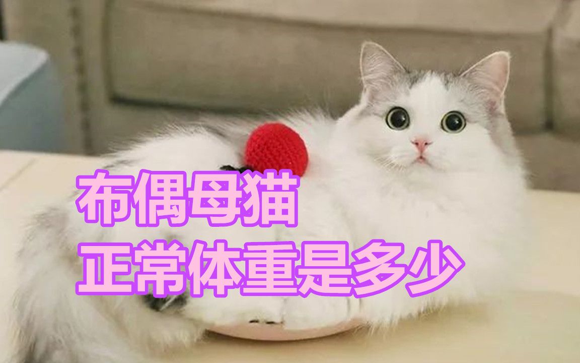 布偶母猫正常体重是多少?怎么控制猫咪体重?哔哩哔哩bilibili