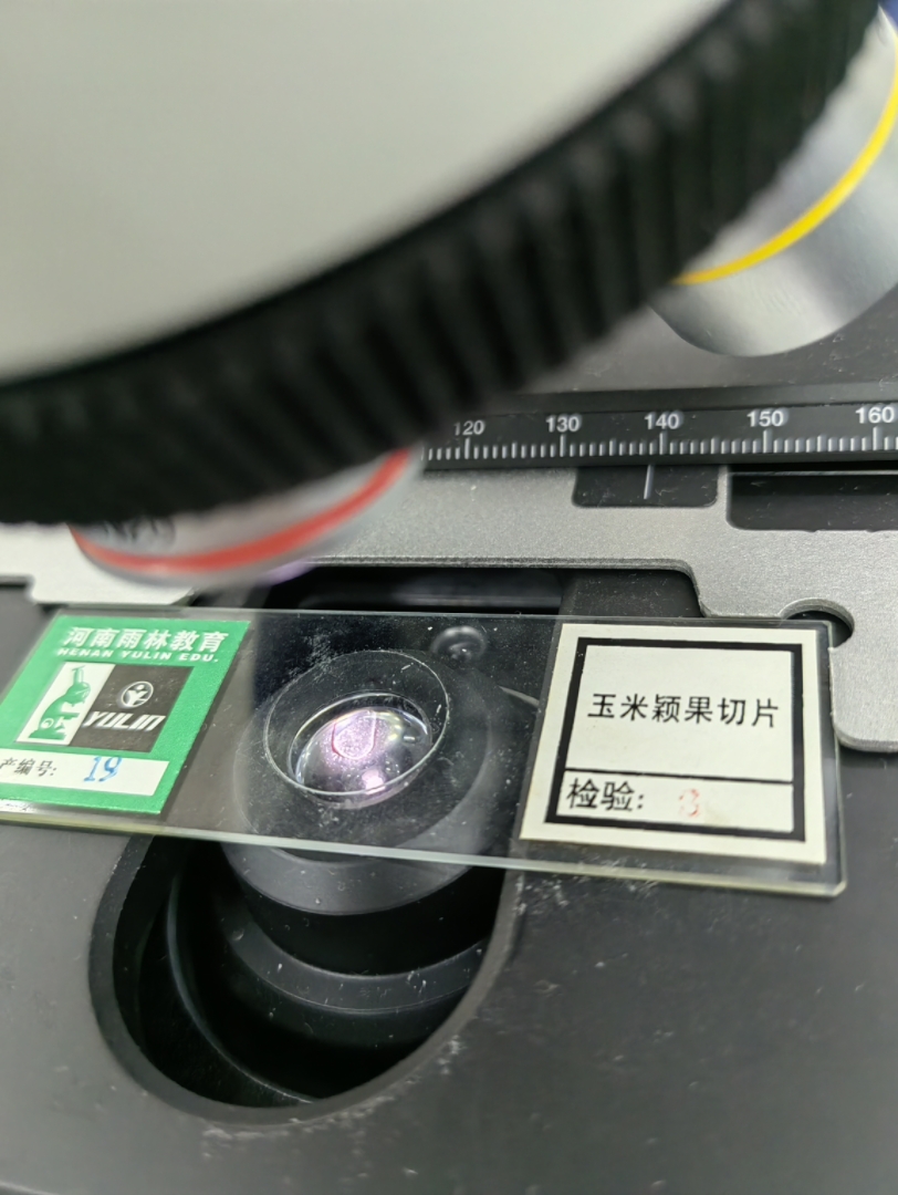 显微镜下观察——玉米颖果切片