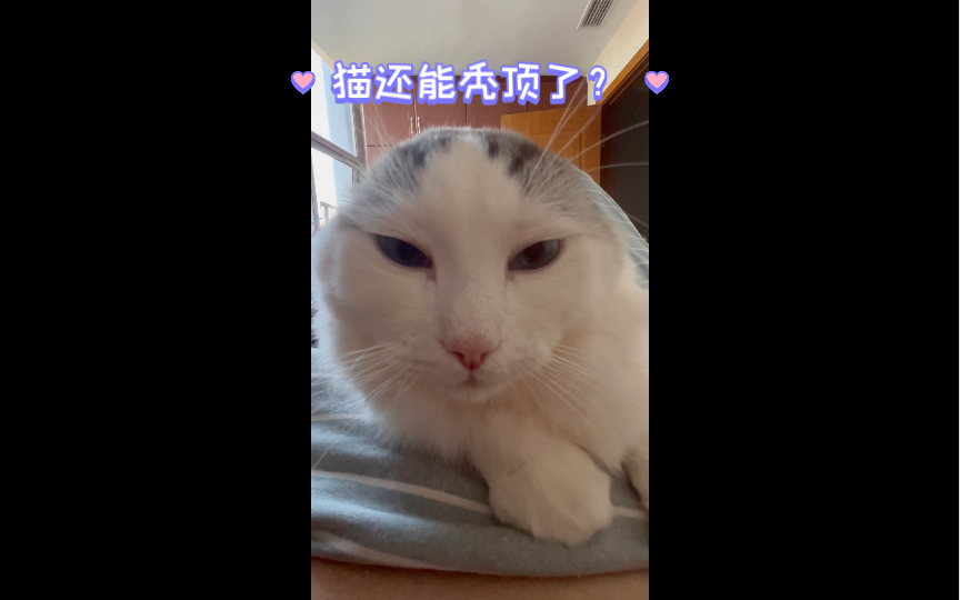 佛罗里达的猫秃头图片