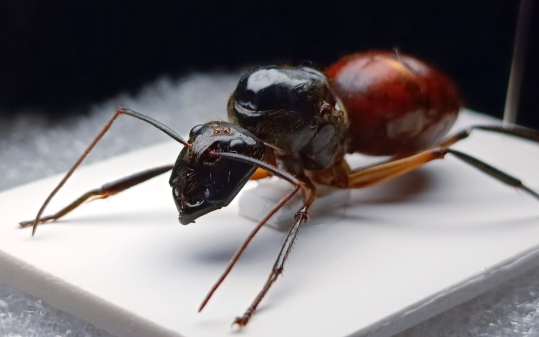 巨人恐蚁婆罗洲亚种 dinomyrmex gigas borneensis queen