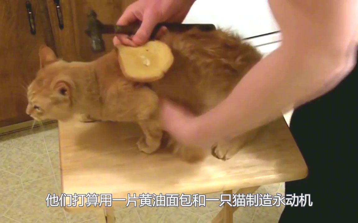 颠覆你认知的“黄油猫悖论”!面包+猫=永动机?哔哩哔哩bilibili