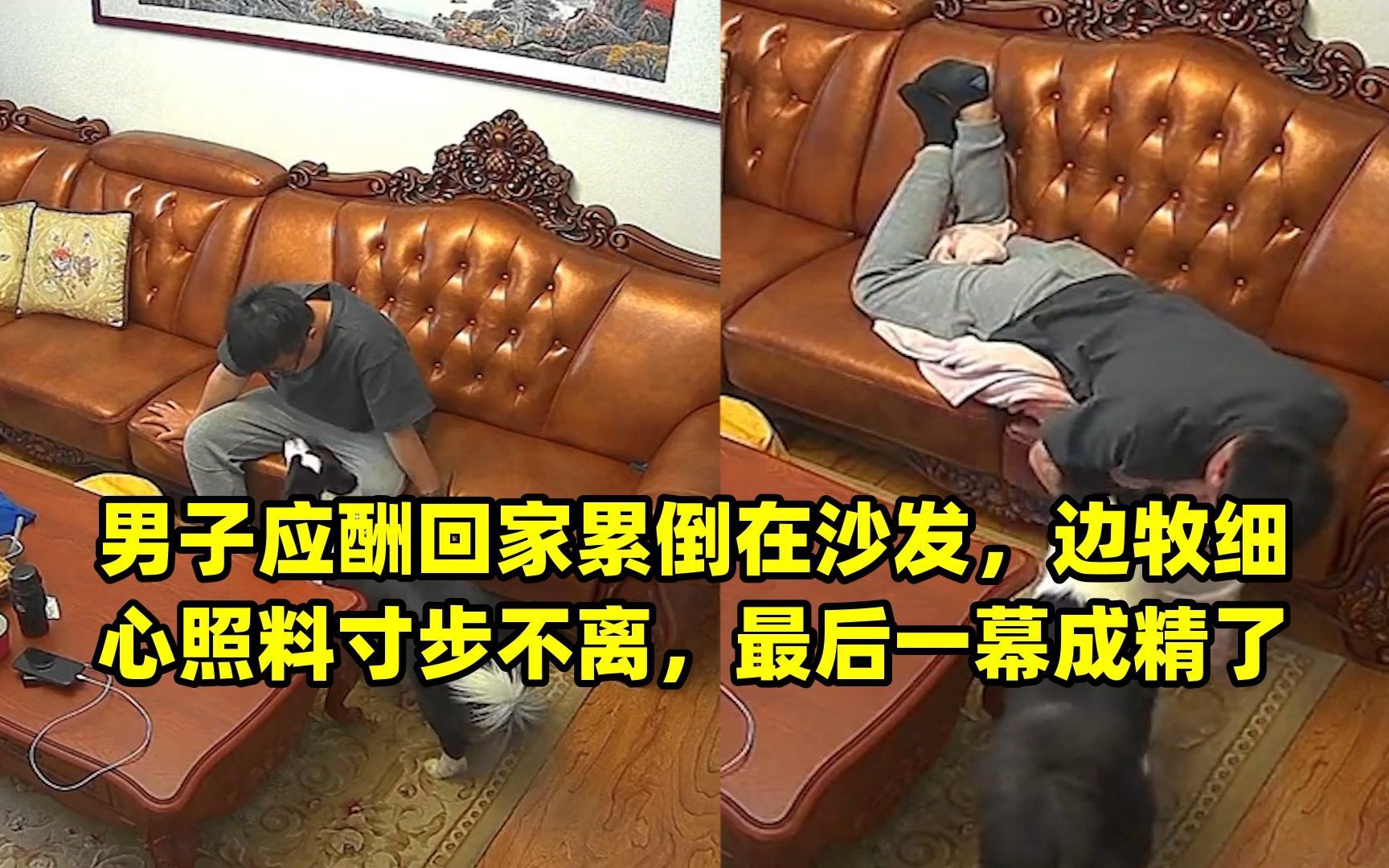 男子应酬回家累倒在沙发,边牧细心照料寸步不离,最后一幕成精了