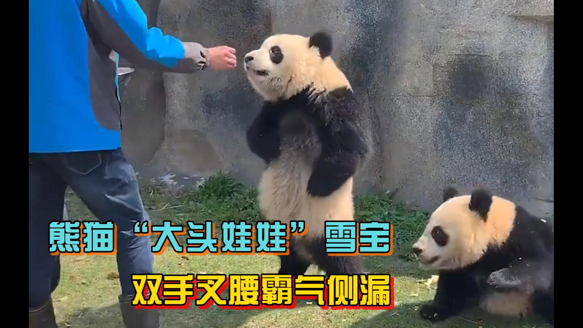 头围最大的熊猫"雪大头",双手叉腰霸气侧漏