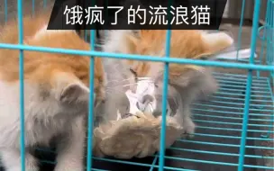 Download Video: 疫情下的流浪猫。