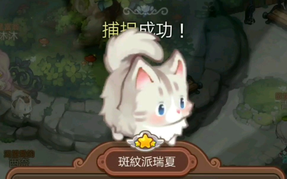 【来我家玩吧】可爱的猫咪宠物捕抓方法.哔哩哔哩bilibili