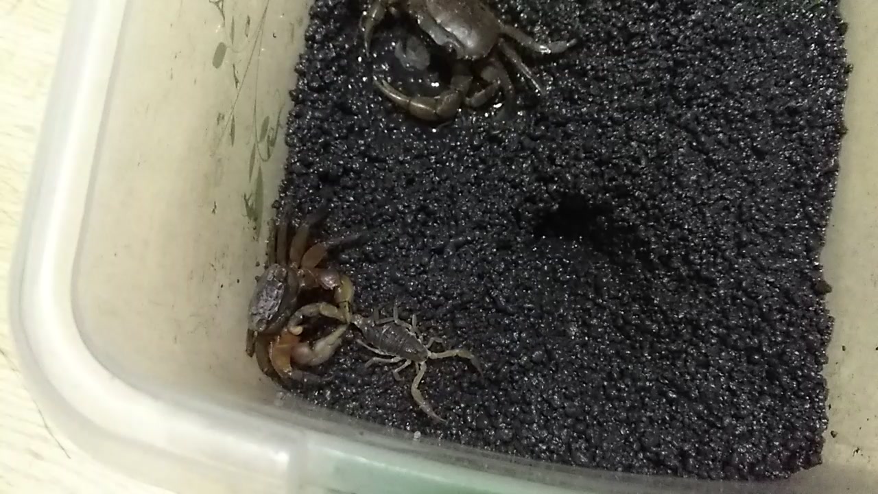 东亚钳蝎vs红螯相手蟹幼体