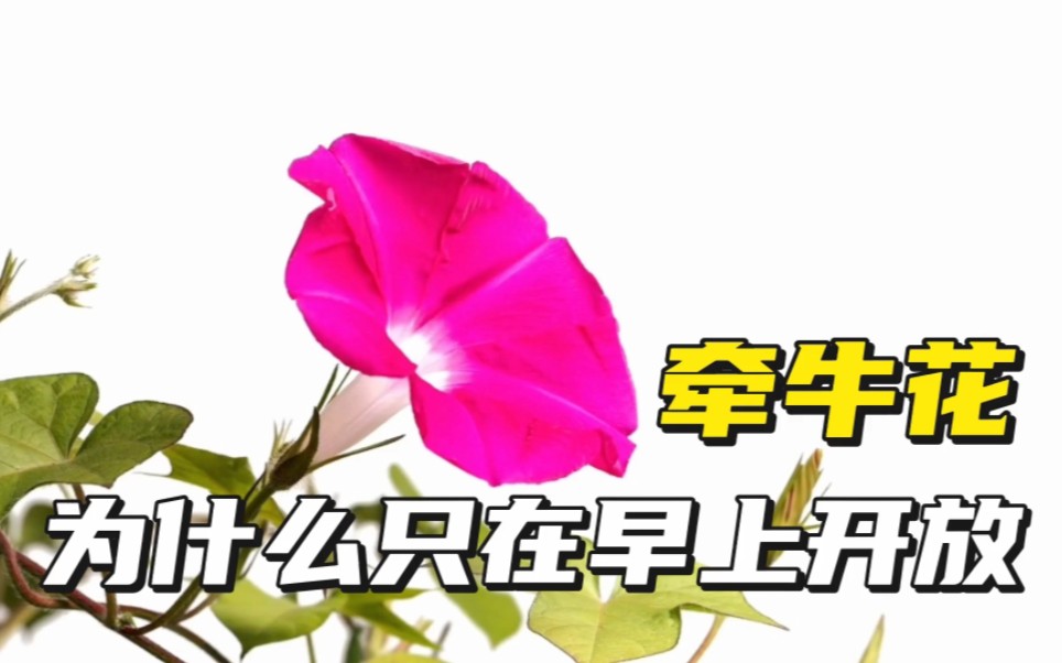 牵牛花为什么只在早上开放呢?哔哩哔哩bilibili