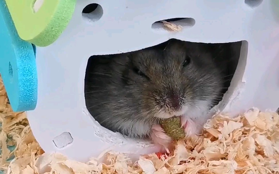 仓鼠芝麻一脸愁容的吃播