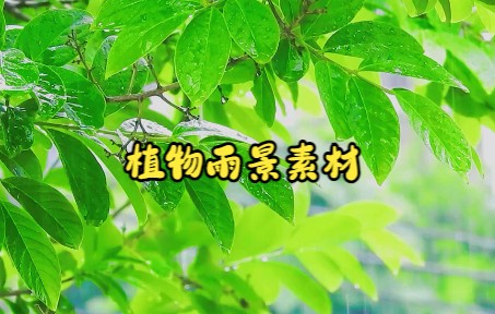 [图]短视频素材：010植物雨景素材|听着雨声，闻到了春天的气息和生命的律动~