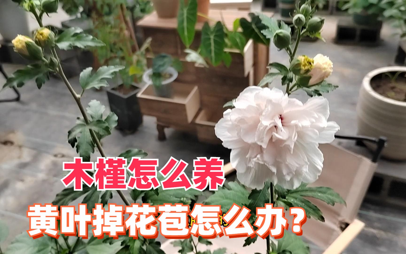 木槿怎么养?木槿黄叶掉花苞怎么办?哔哩哔哩bilibili