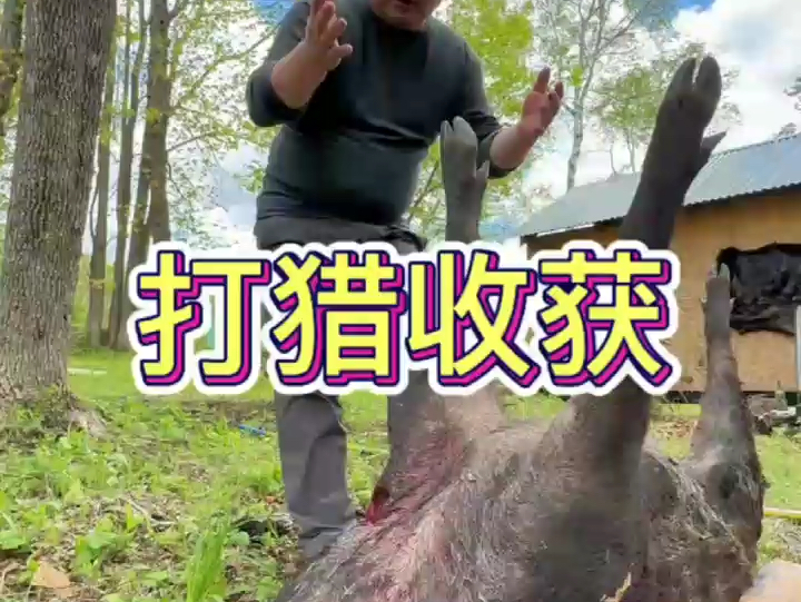 俄罗斯狩猎野猪狗熊,环境是真好,物资丰富.