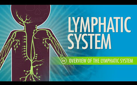 10分钟速成课解剖与生理第44集淋巴系统淋巴系统概述
