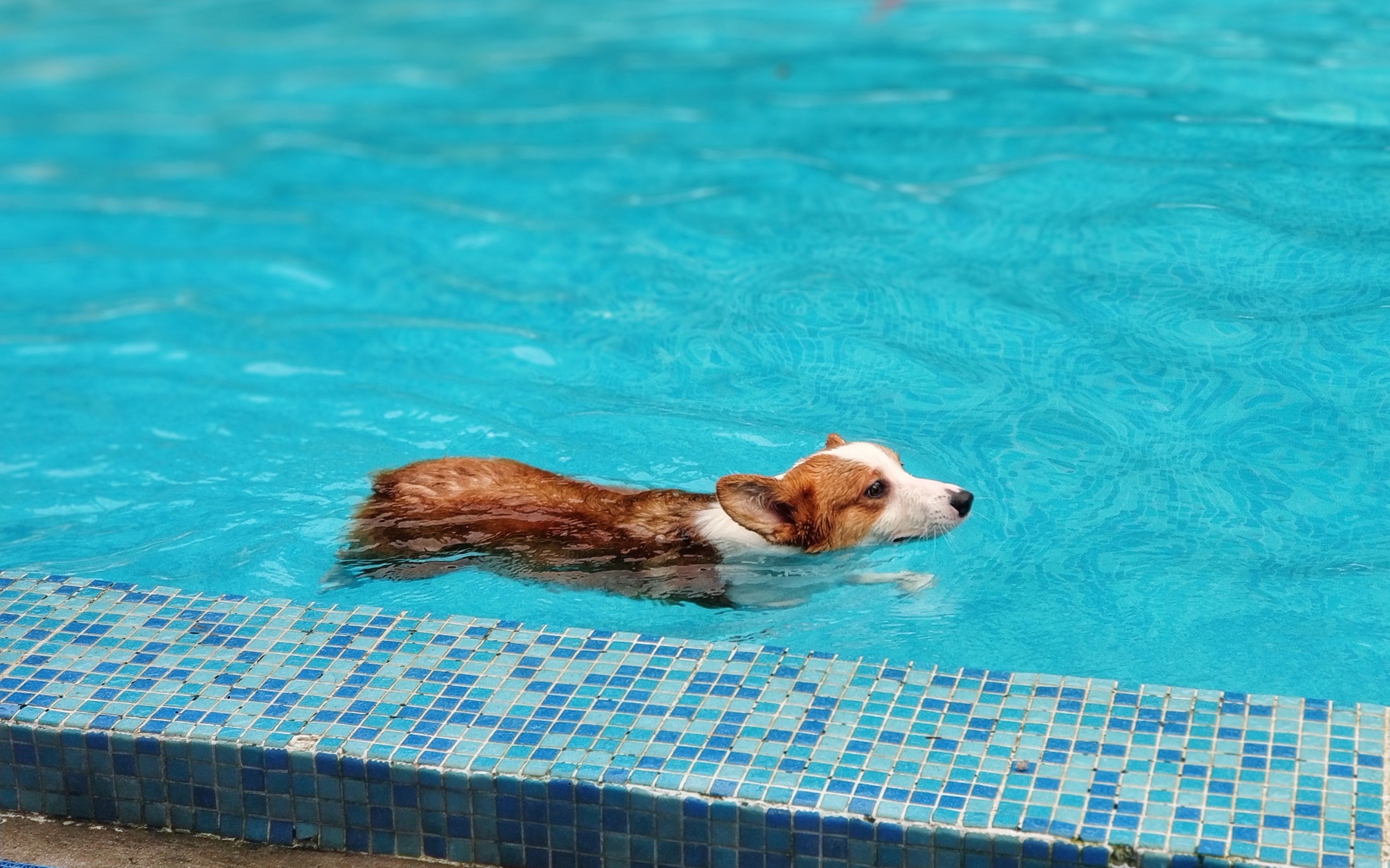 跟着小柯基dora跳进泳池吧