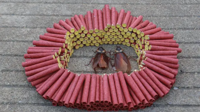 实验:用"王中王鞭炮"将"小强"围起来,点燃后,会怎么样呢?