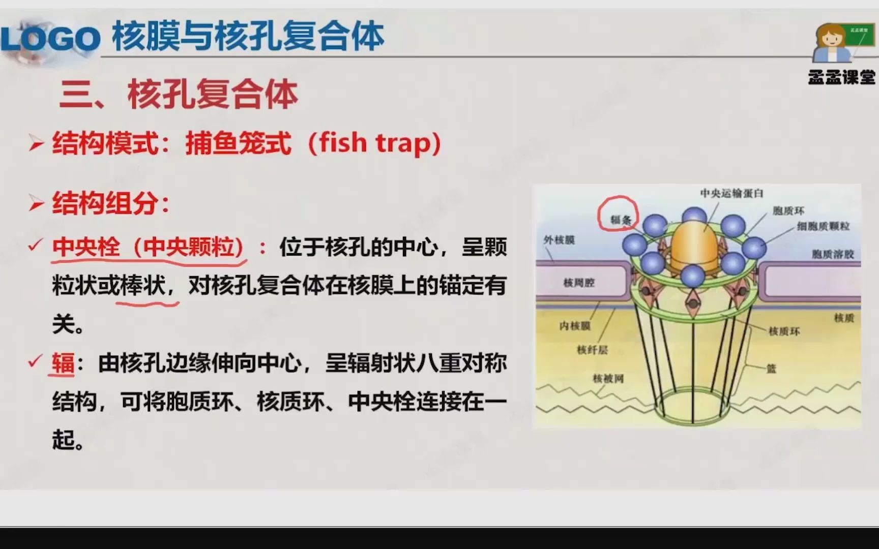 6细胞核1哔哩哔哩bilibili