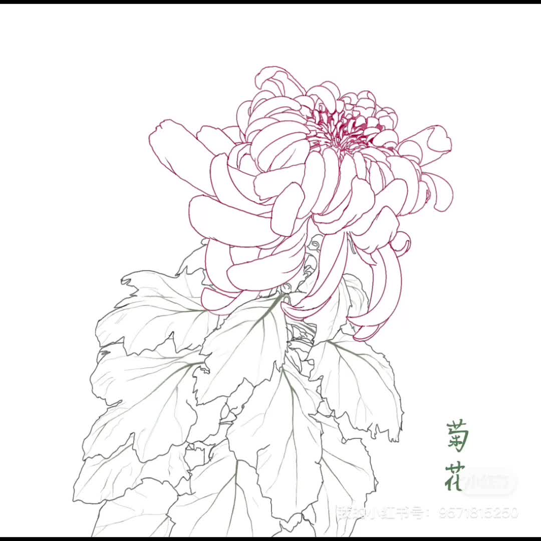 手绘花卉