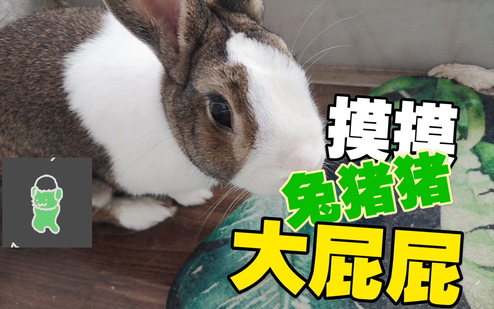 【兔子】摸摸大屁屁大耳朵_哔哩哔哩 (゜-゜)つロ 干杯~-bilibili