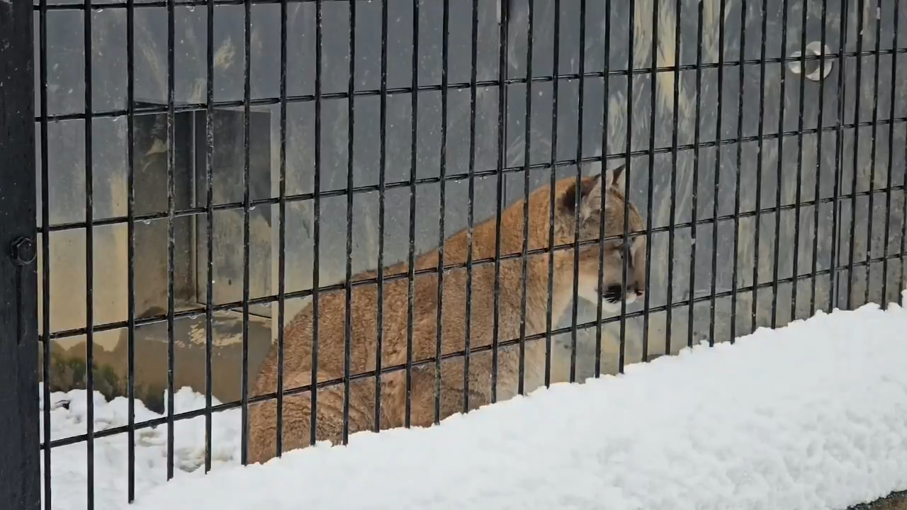 小猫猫你叫啥叫