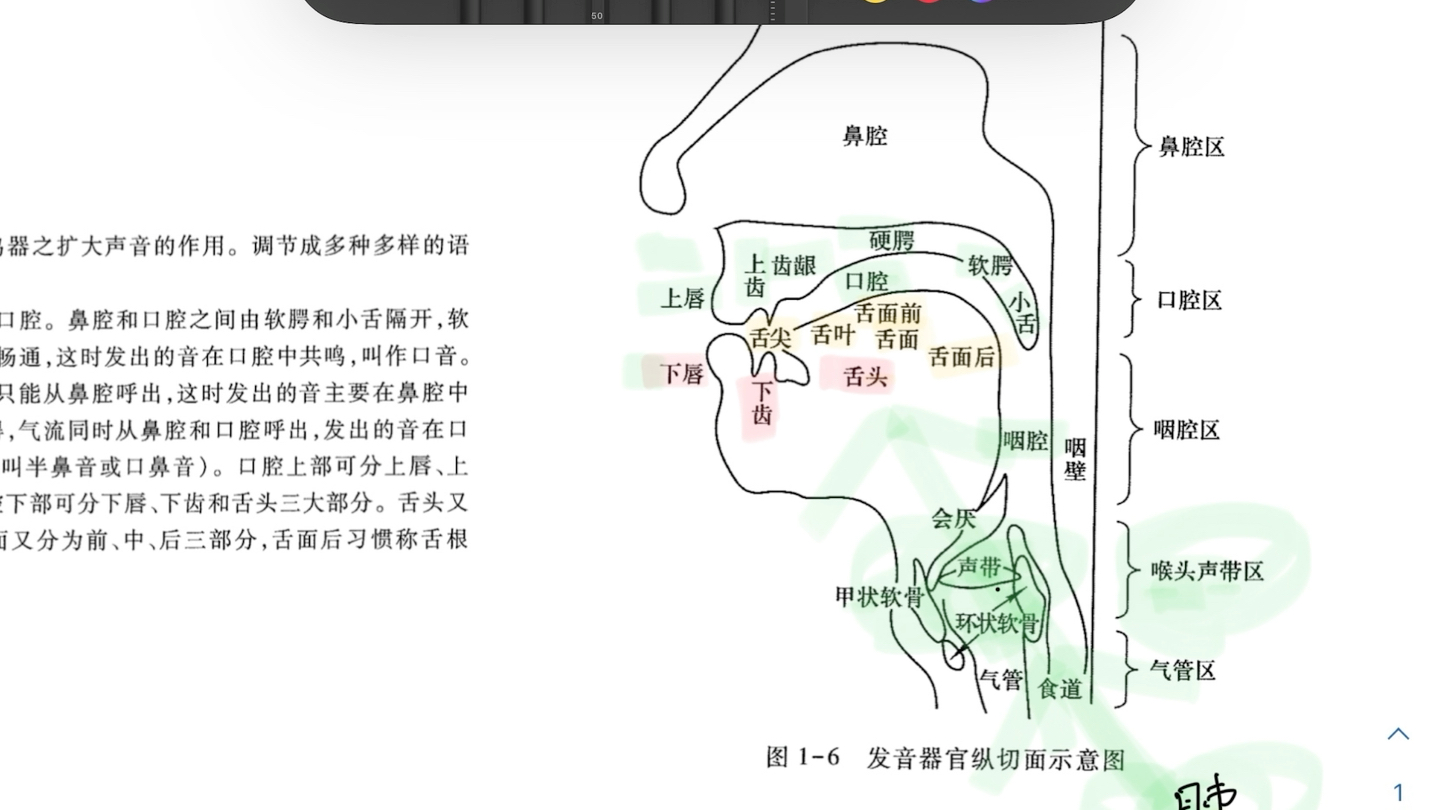 [图]发声器官细致大剖析！一个视频搞懂现汉语音的生理属性。现汉 语纲--声音是怎么形成的？口音、鼻音和鼻化音究竟是什么？（附思维导图）