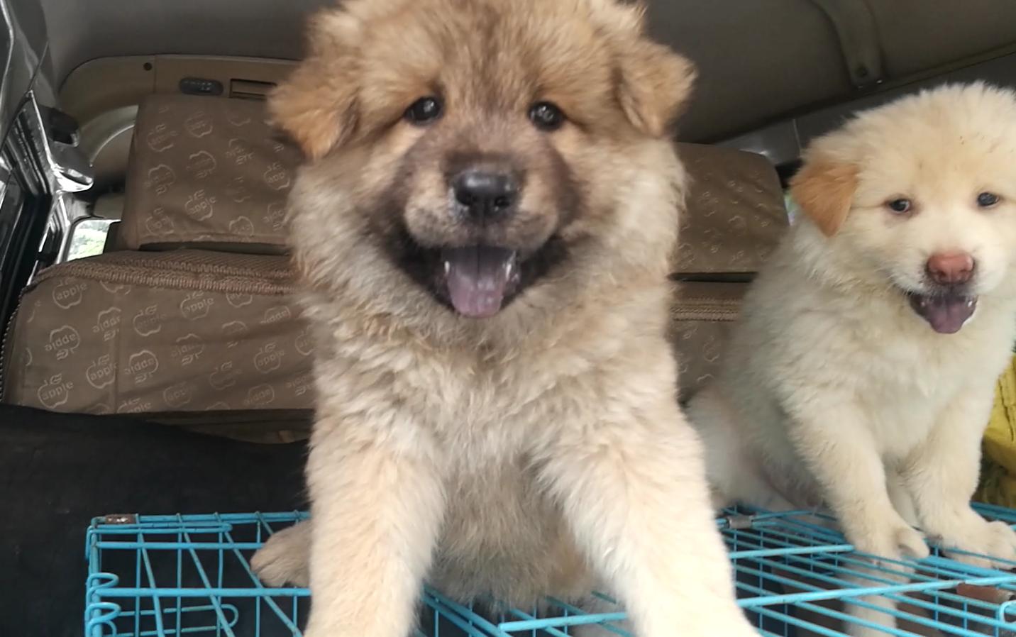 活动  一对黑舌松毛狗