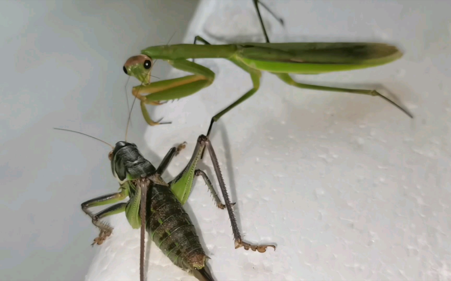 母大刀平地pk母蝈蝈,螳螂也是肉搏高手!