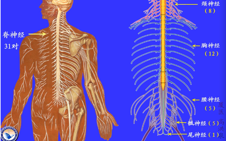 [图]厦医高洪泉老师：系统解剖学（神经系统）——3周围神经系统