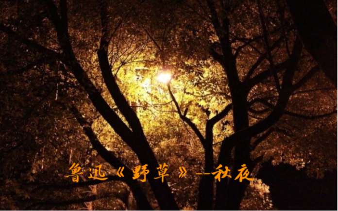 鲁迅《野草》 秋夜哔哩哔哩bilibili