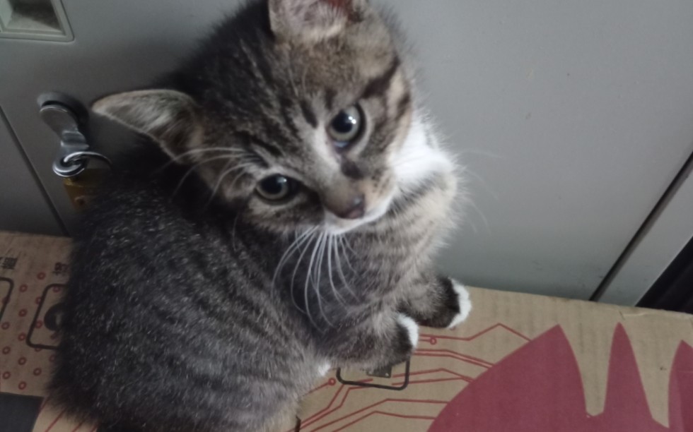 这猫猪鼻吧,怎么这么蠢呐_哔哩哔哩_bilibili