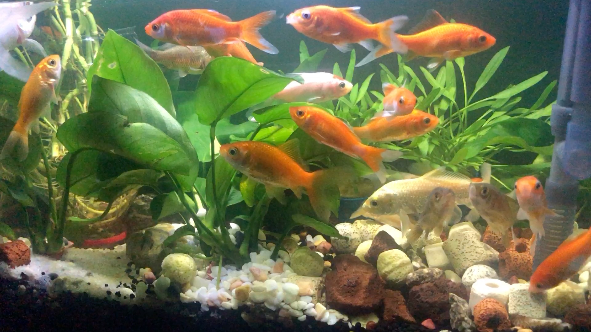 20条草金缸里有点挤