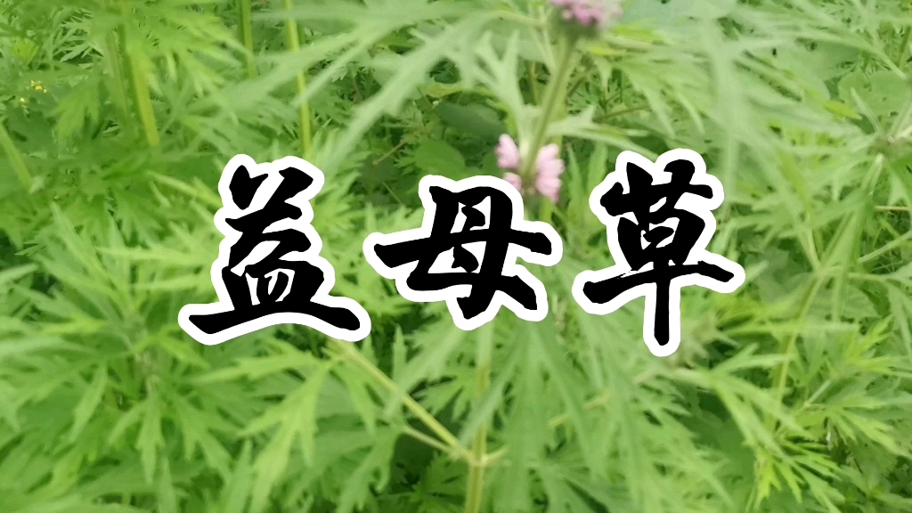 中草药益母草哔哩哔哩bilibili