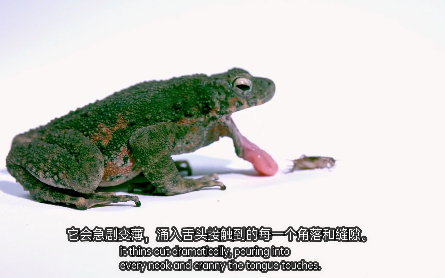 癞蛤蟆的舌头沾满了黏糊糊的口水