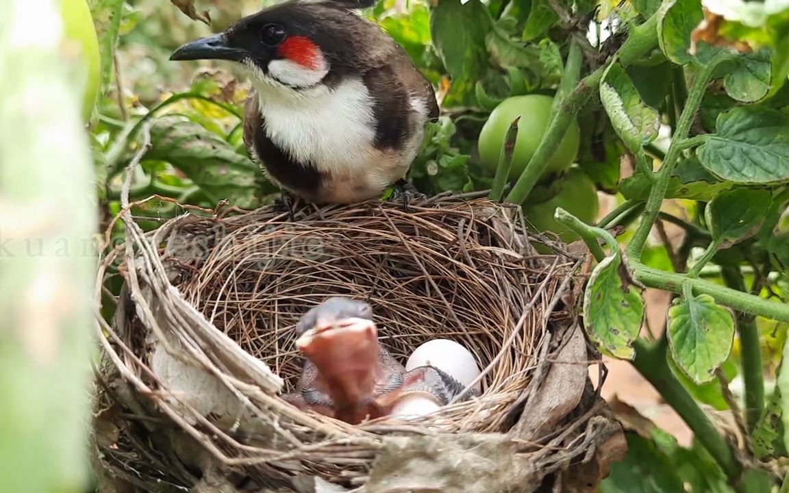 红耳鹎育雏:这幼鸟太能吃了,亲鸟捕来很多螳螂,大青虫都不够吃