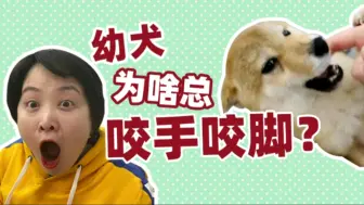 Download Video: 幼犬为啥总喜欢咬手咬脚?真的是换牙牙痒痒吗?