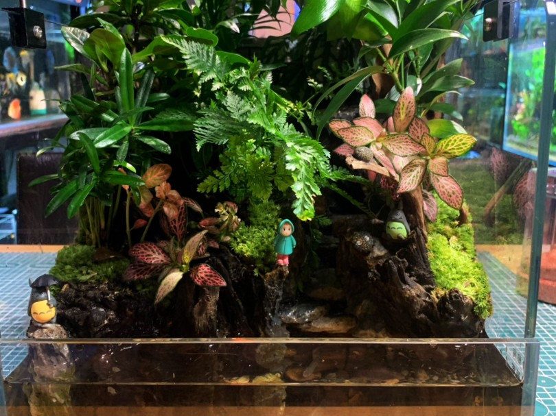 小水陆缸 翻缸造景