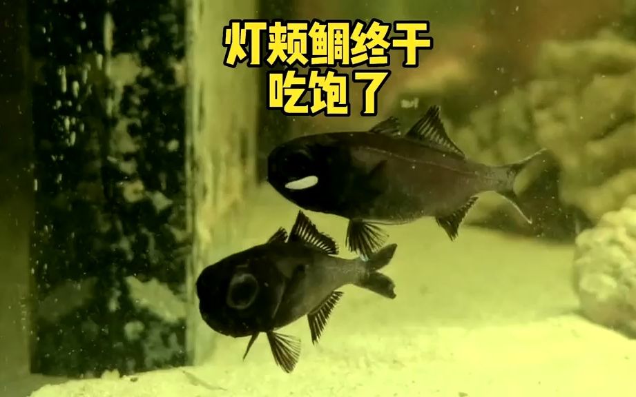 灯颊鲷的饲养方法和注意事项 #灯颊鲷 #frank的私人水族馆 #夏日科普