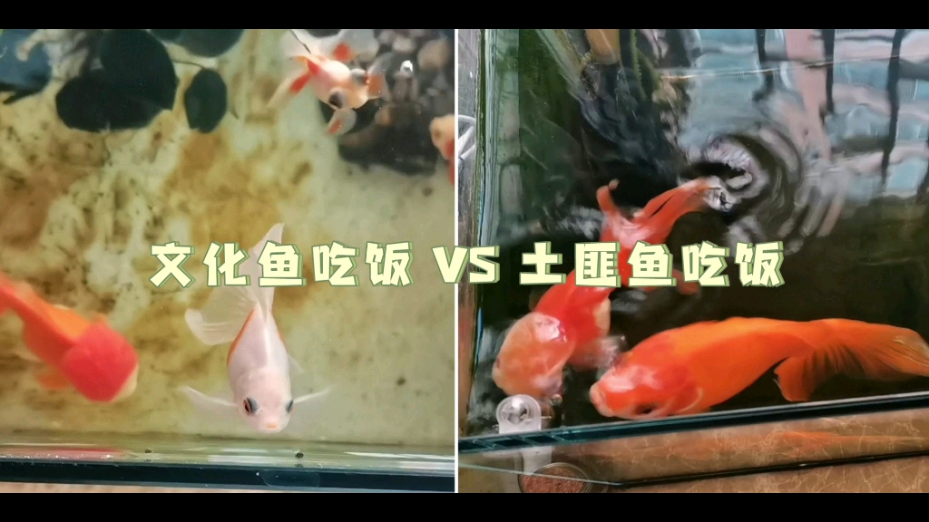 文化鱼吃饭vs土匪鱼吃饭哔哩哔哩bilibili